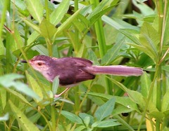 Tawny-flanked Prinia